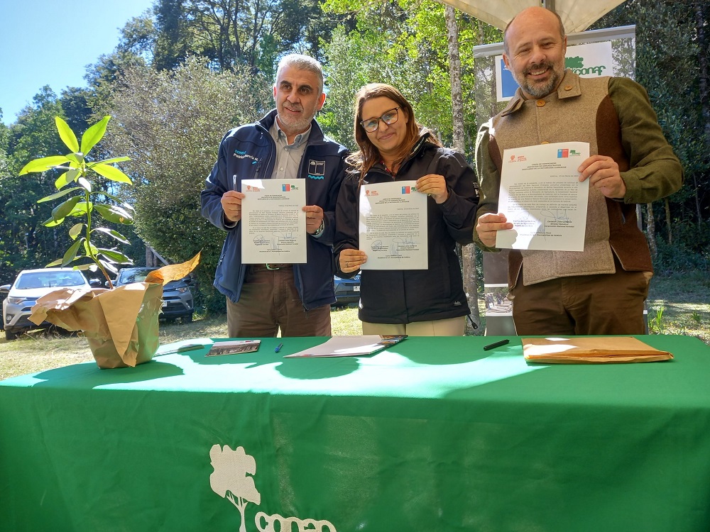 Director Ejecutivo de Conaf lanzó Plan de Restauración Económica de Bosques Nativos a gran escala