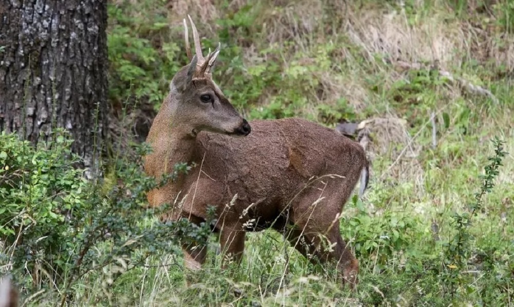 Lanzan Corredor Nacional del Huemul y anuncian primer centro de rescate para la especie en Aysén