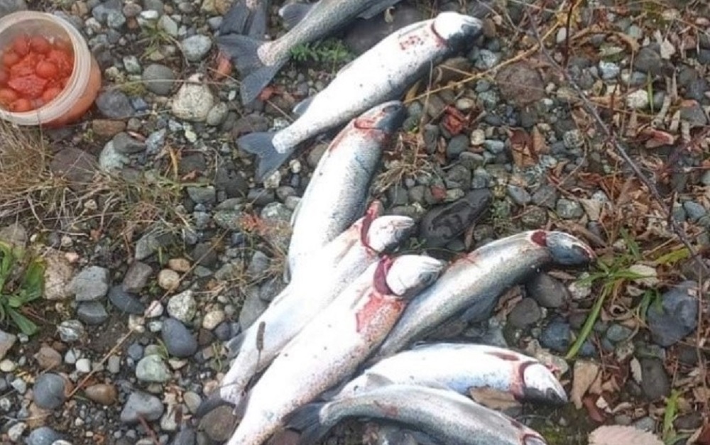 Juzgado de Panguipulli sancionó a infractor por venta en redes sociales de salmones silvestres en veda