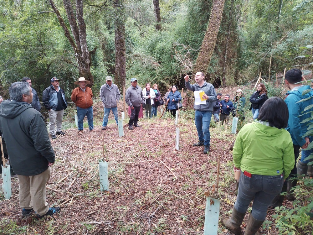 Forrajeras y bosque nativo degradado: investigadores revelan claves para adaptarse al cambio climático