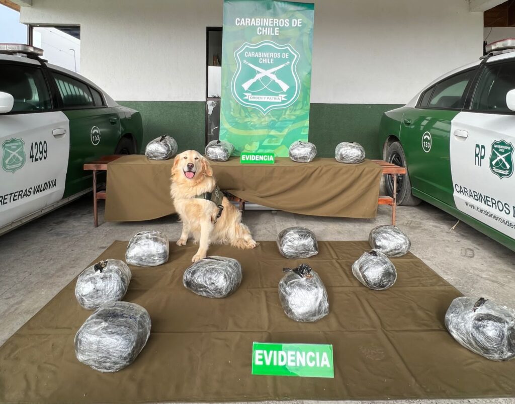 Cerca de 14 kilos de marihuana incautó carabineros del OS7 de Valdivia