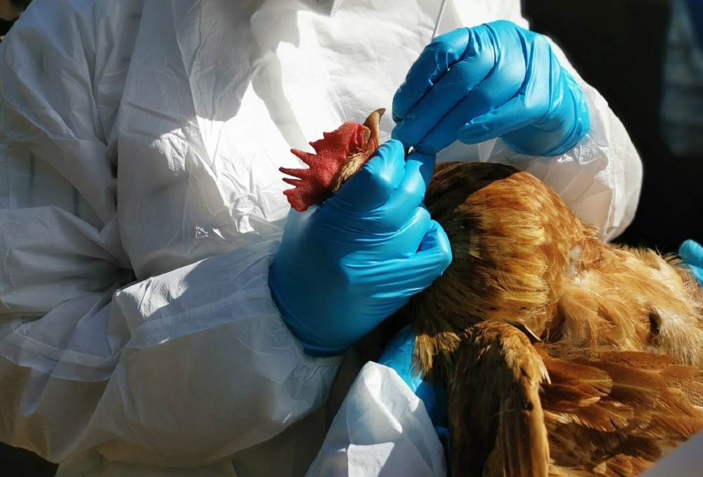 SAG informa primer caso de Influenza Aviar en aves de traspatio en Los Ríos