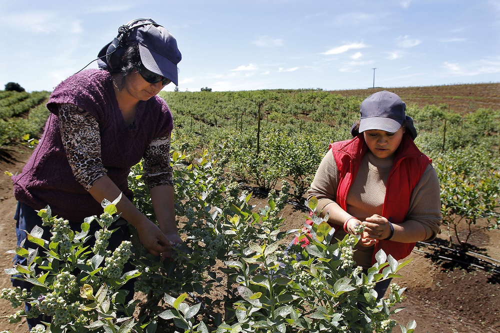 Dirección del Trabajo aplicó multas por 643 millones de pesos a empresas del sector agrícola de temporada