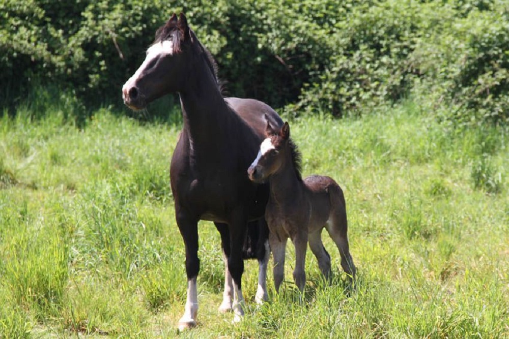 Académica expuso sobre cuidados del caballo corralero chileno