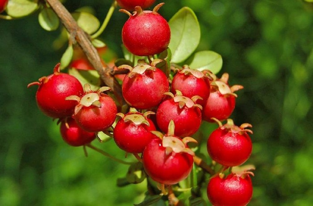 Propiedades antioxidantes de la murta serán expuestas en Congreso en Colombia