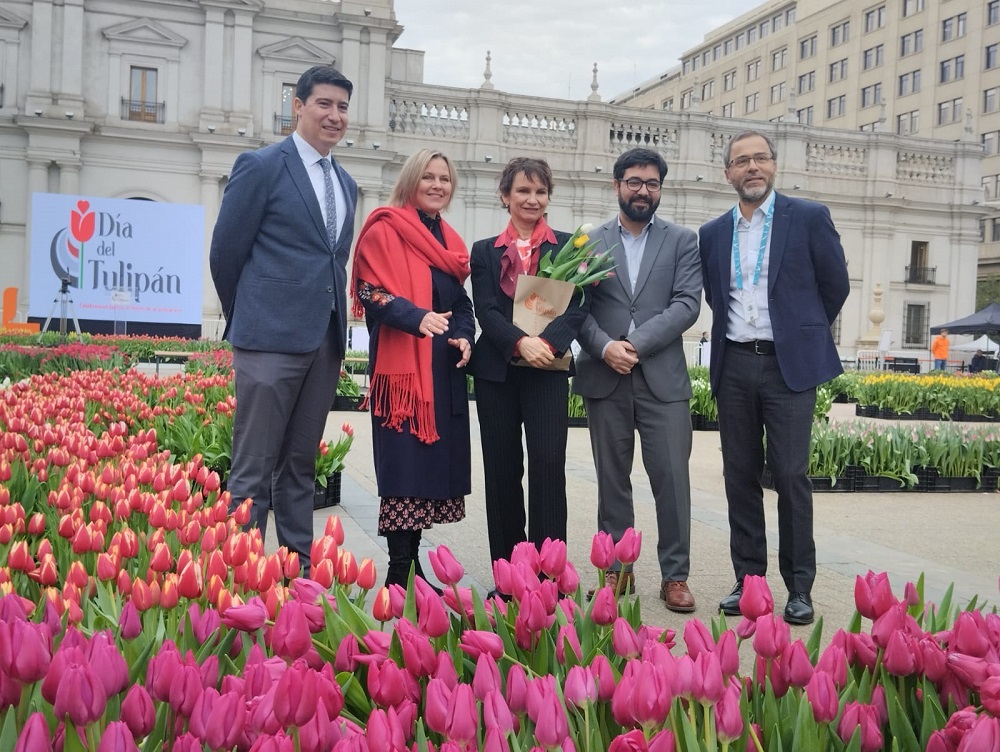 Tulipanes valdivianos de exportación rodearon el frontis de La Moneda en celebración del Día del Tulipán