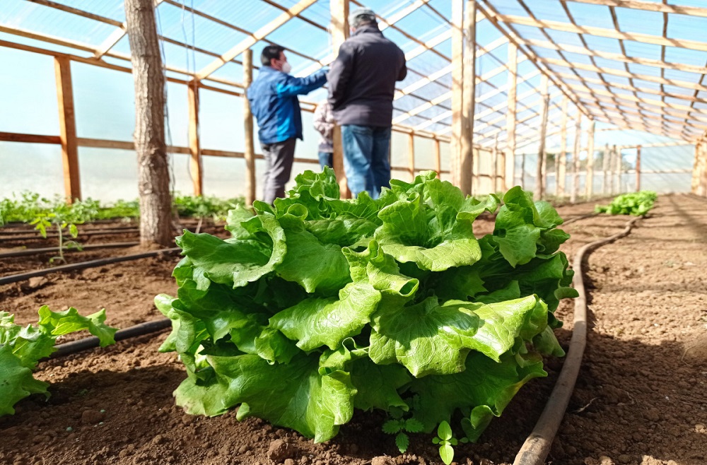 Comisión Nacional de Riego realizará curso online gratuito orientado a agricultoras