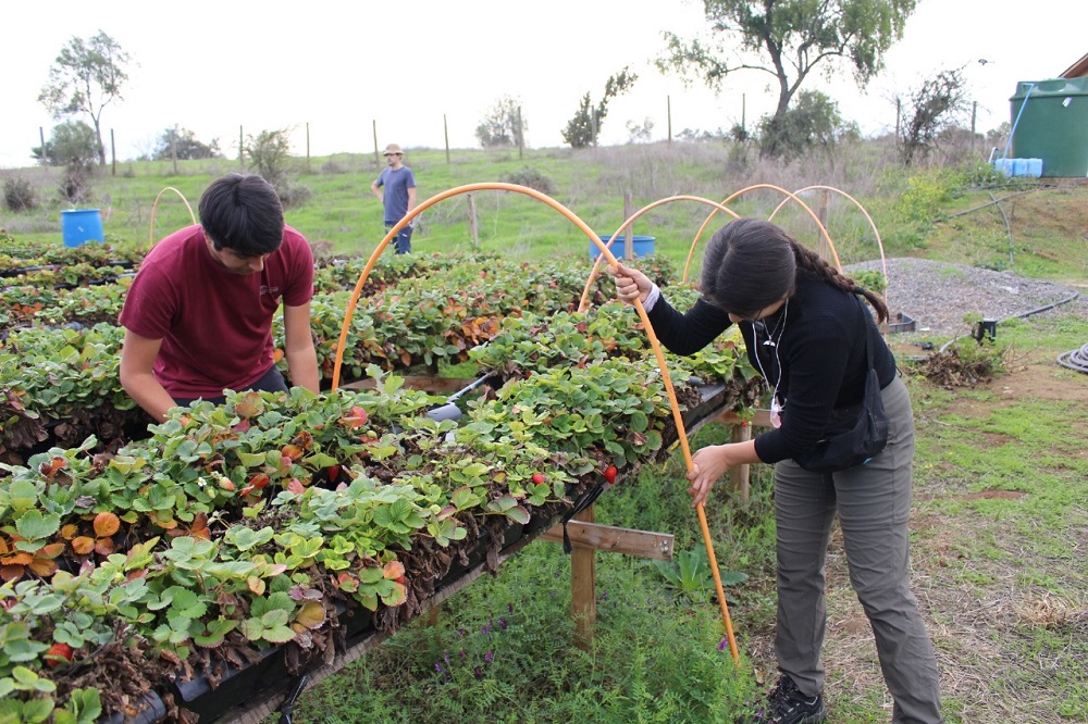 Únete a Servicio País y levanta proyectos para superar la pobreza a lo largo de Chile