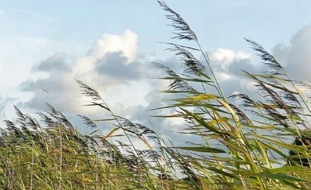 Declaran Alerta Temprana Preventiva para la Región de Los Ríos por viento