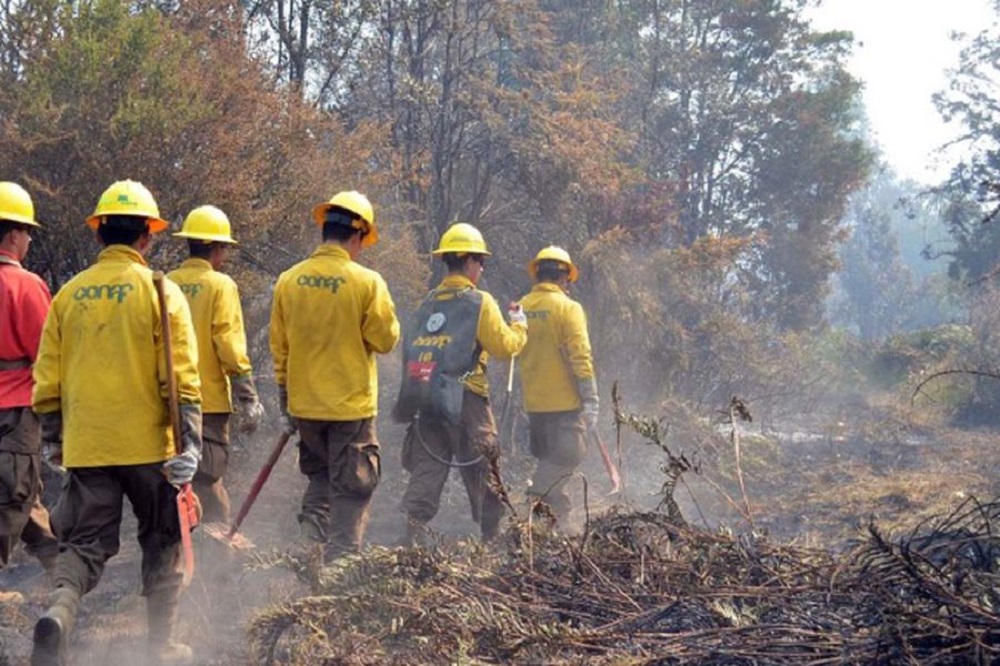 Uno de cada tres incendios forestales de los últimos 20 años tuvo origen intencional