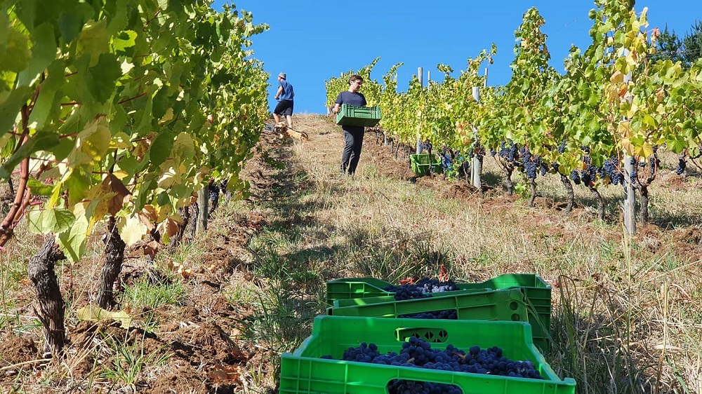 Destacan gran potencial para la producción de vinos en la zona sur