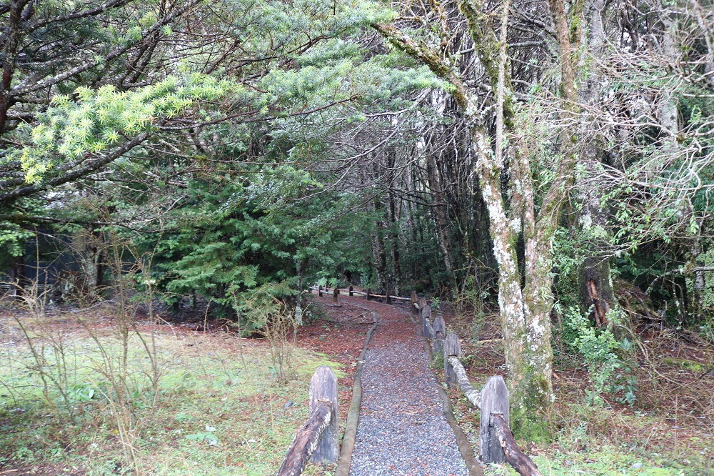 Corporación Nacional Forestal Llaman a postular al XV Concurso del Fondo de Investigación del Bosque Nativo