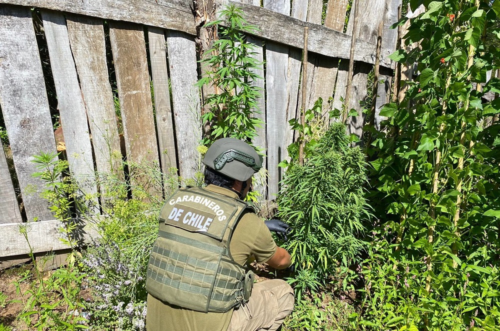 En Liquiñe, OS7 de Carabineros encontró plantación de marihuana