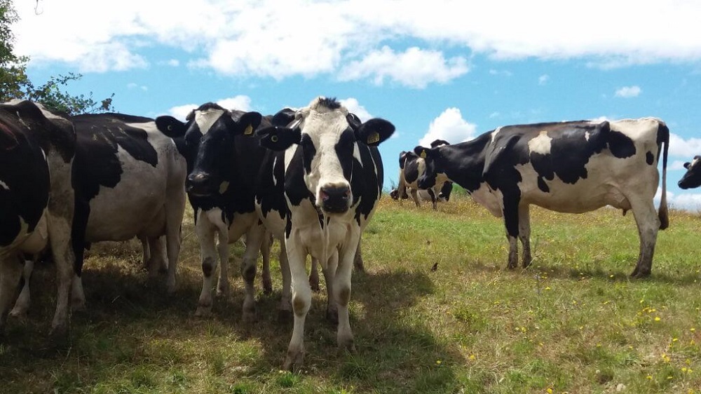 Cambio climático: seminario programado para junio abordará efectos en la producción lechera de Los Ríos