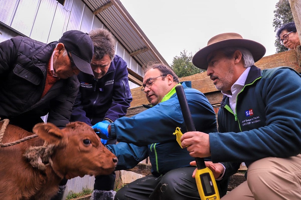 Ministerio de Agricultura anuncia iniciativa para erradicar la brucelosis bovina en Chile