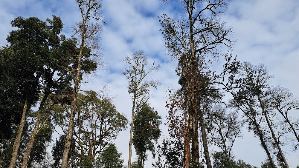 Expertos buscan transformar uso de bosque nativo en una práctica responsable y rentable en Chile