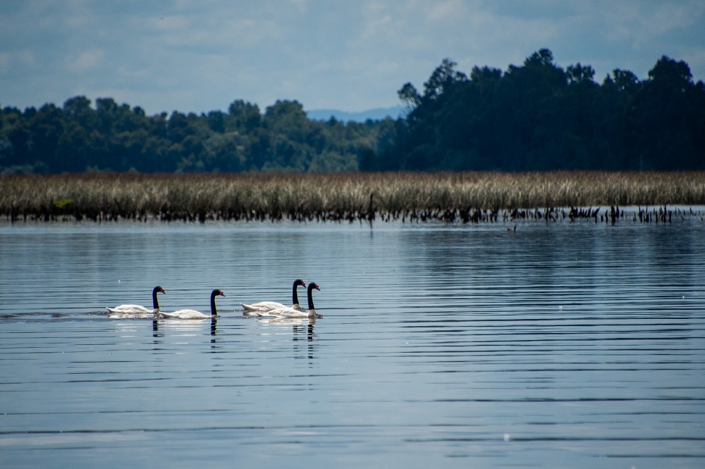 Valdivia recibe importante reconocimiento por su compromiso y trabajo con la acción climática