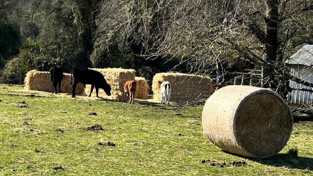 Continúa entrega de ayuda a pequeños agricultores afectados por últimos temporales