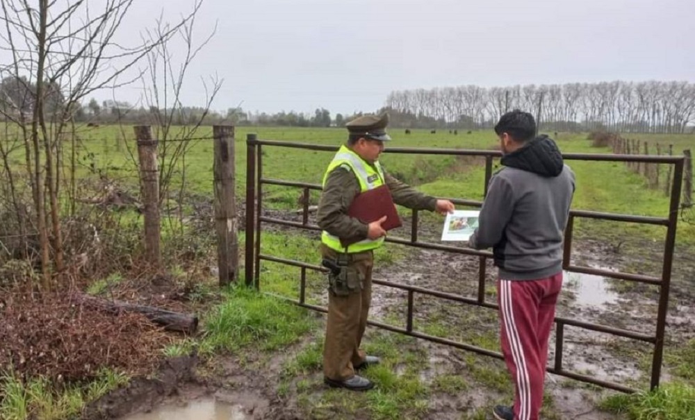 Carabineros de Lanco realiza Campaña Preventiva contra el Abigeato en estas Fiestas Patrias 2024