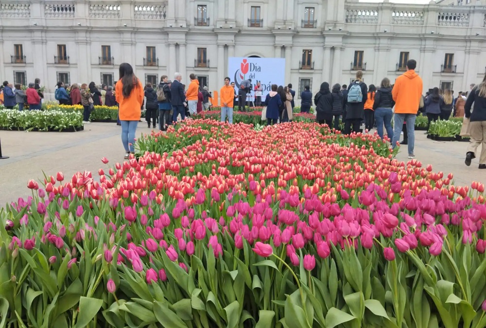 Tulipanes de exportación de Los Ríos adornarán frontis del Centro Cívico de Las Condes