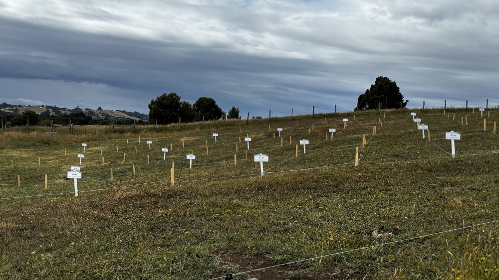 Expertos de INIA estudian uso de hongos en praderas de Chiloé para controlar daños del gusano blanco