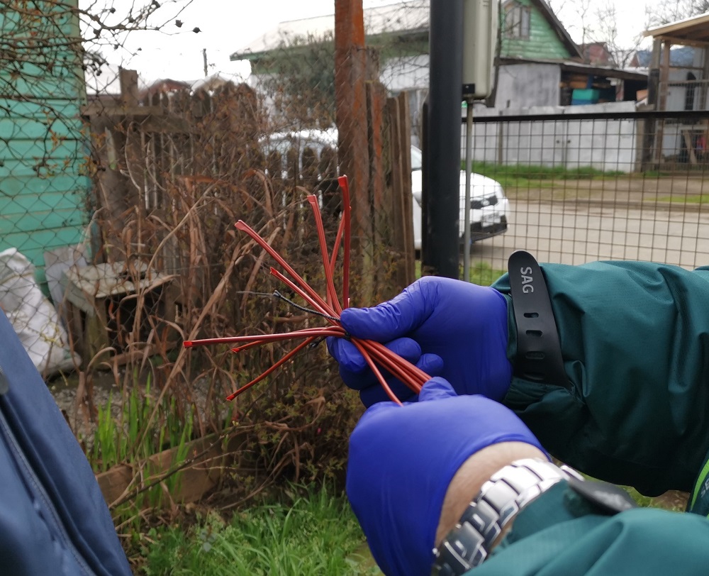 SAG trabaja en Lanco para controlar la Lobesiabotrana