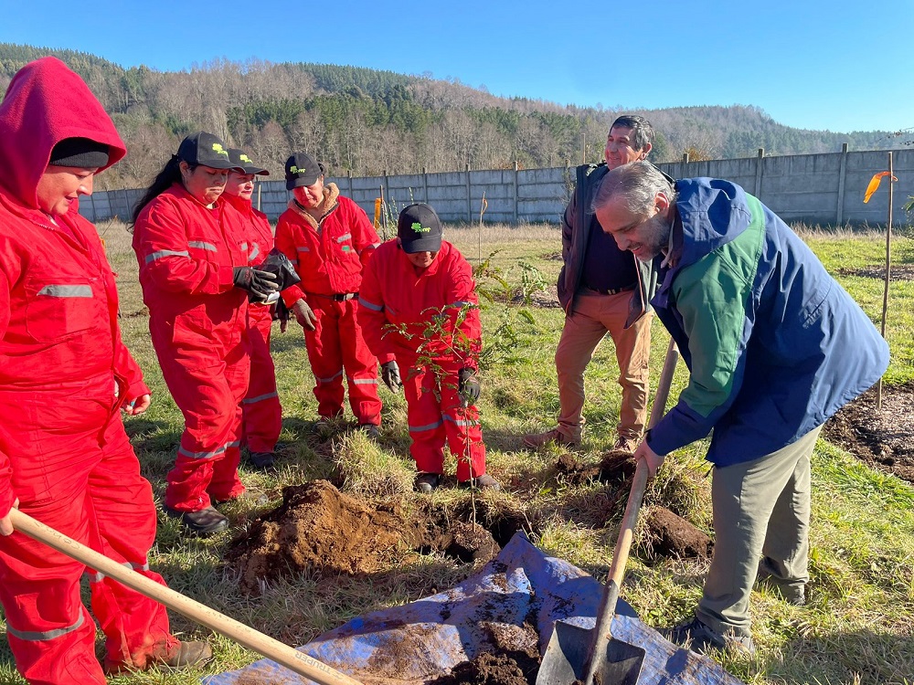 Programa de Empleo de Emergencia de CONAF da trabajo semestral a 249 personas en la región de Los Ríos