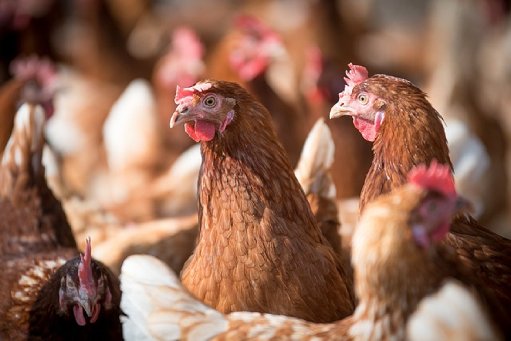 Ministerio de Agricultura recuerda vigencia del seguro de enfermedades exóticas en aves